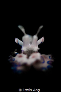 S N O O T
Harlequin shrimp (Hymenocera)
Lembeh Strait, ... by Irwin Ang 